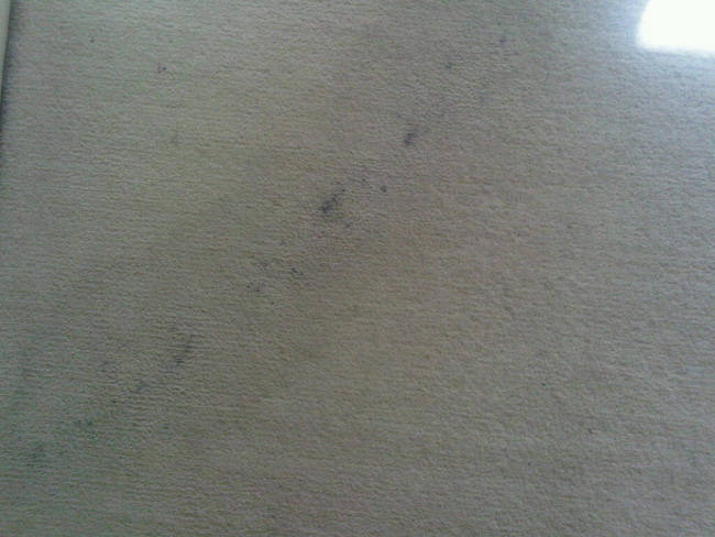 Mascara Stained Carpet
