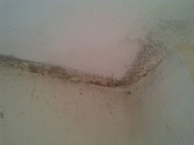 Ceiling Mould